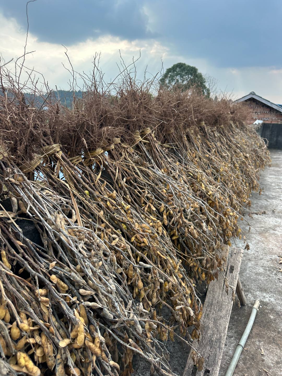 【唐主任推荐】四川农家黄豆老品种猪腰型干黄豆