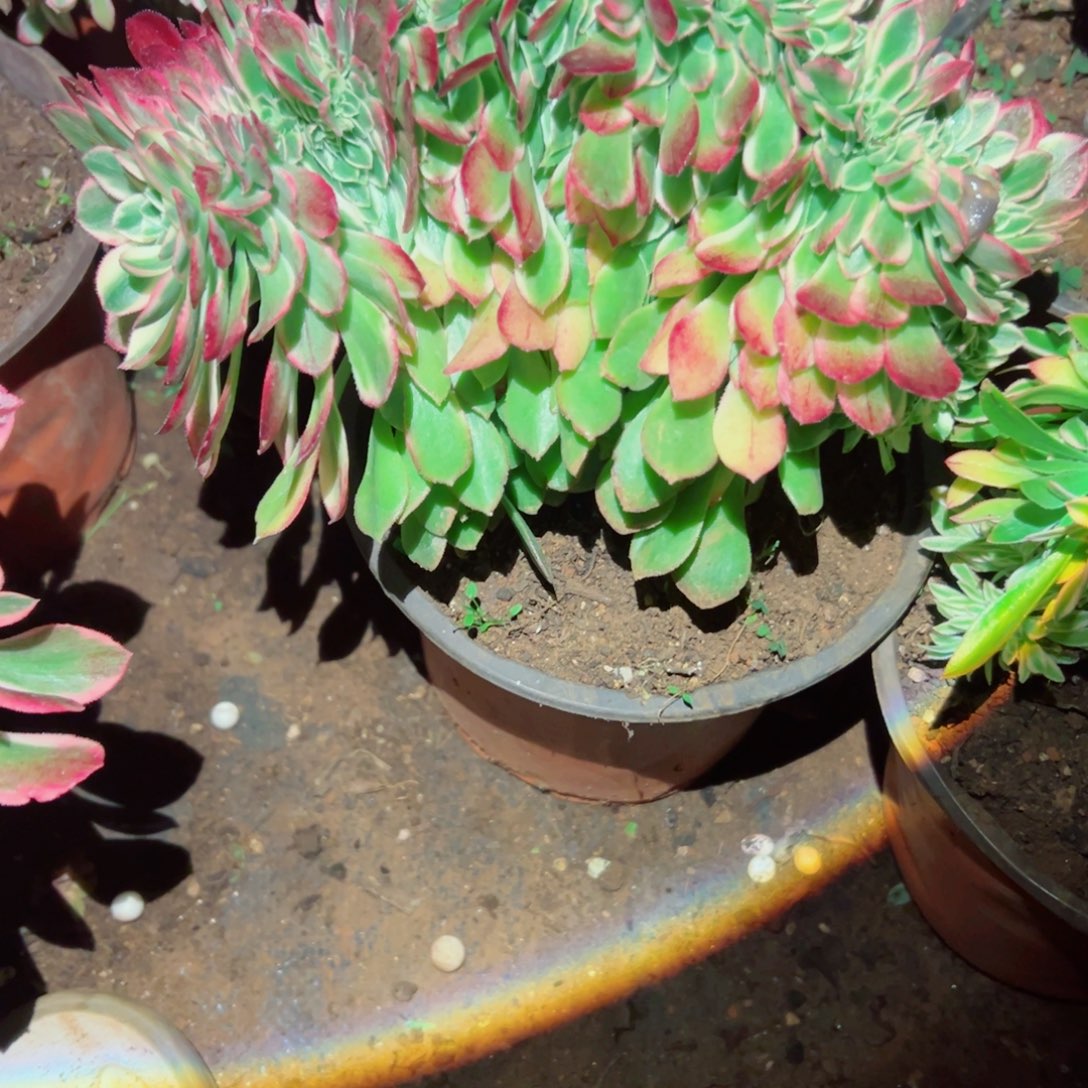 我1086 号多肉法师新年福利