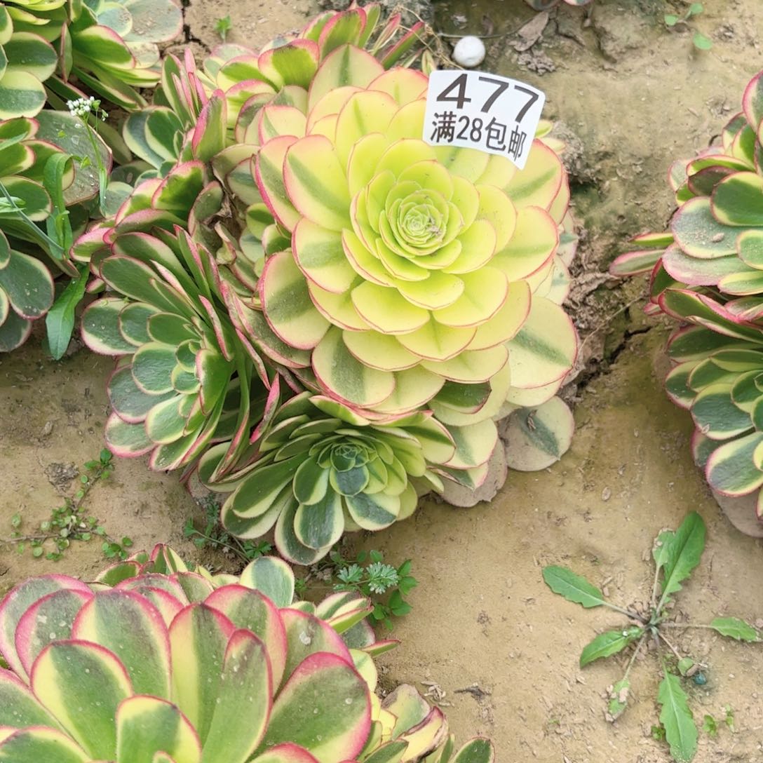 K. 477奶白多肉11111
