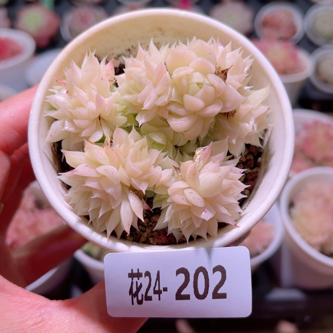 花利美24-202麦秆