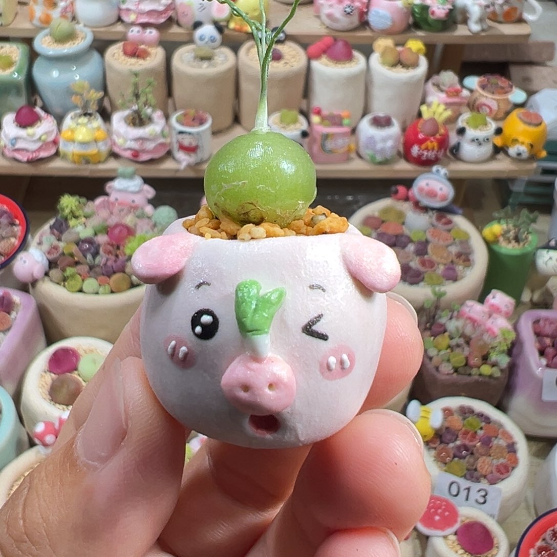 多肉植物31号拇指盆