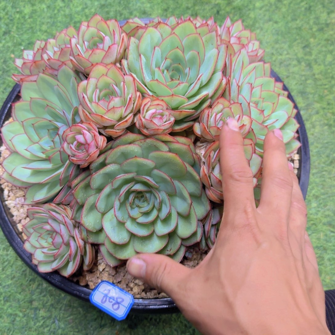 808牡丹亭多肉植物基地
