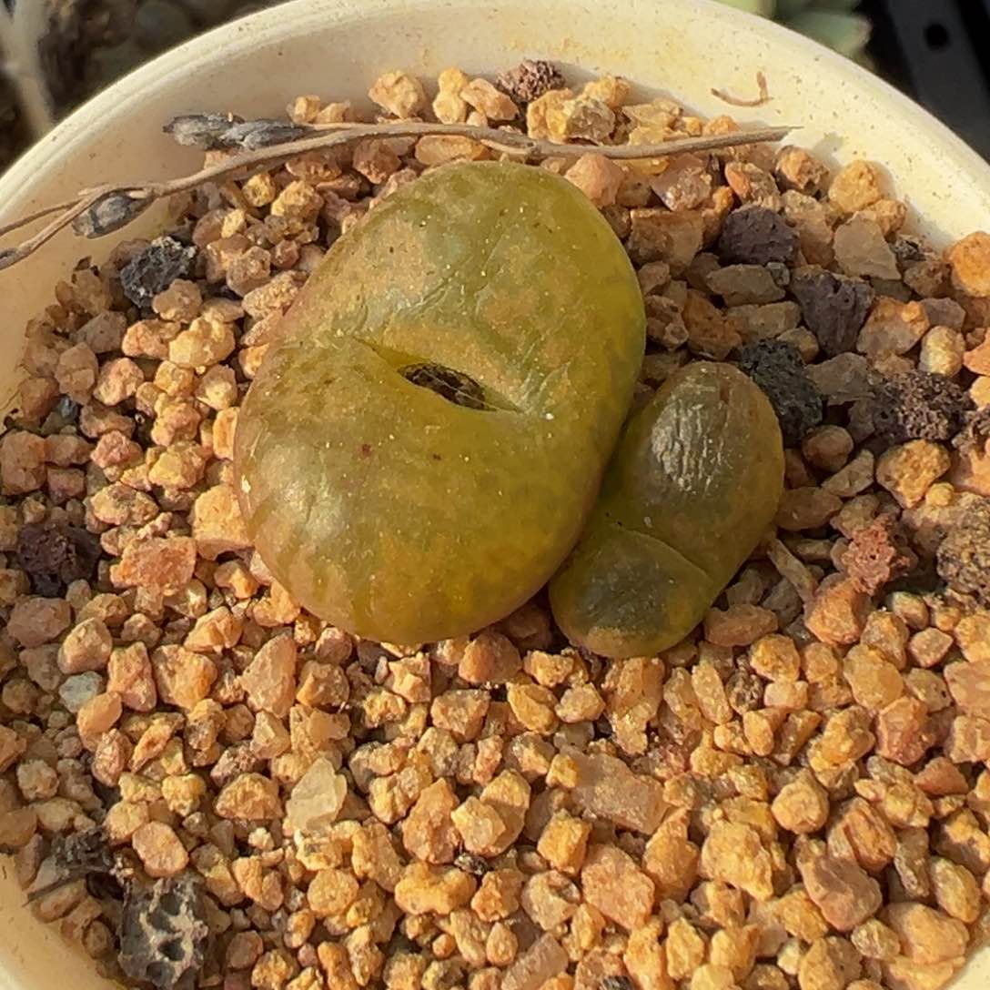 多肉植物111111111111111