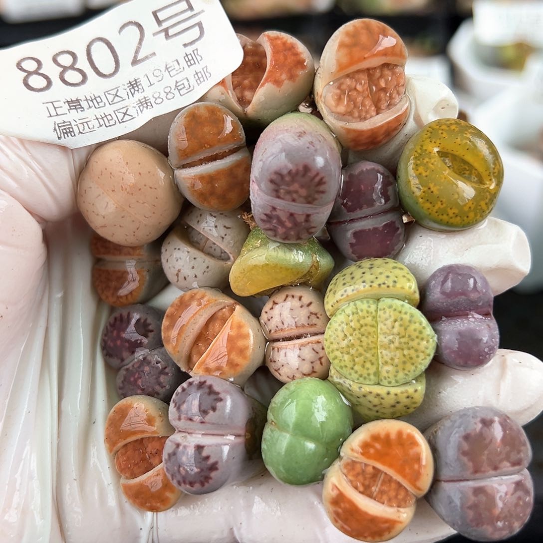 好养易活生石花大母本8802共20颗