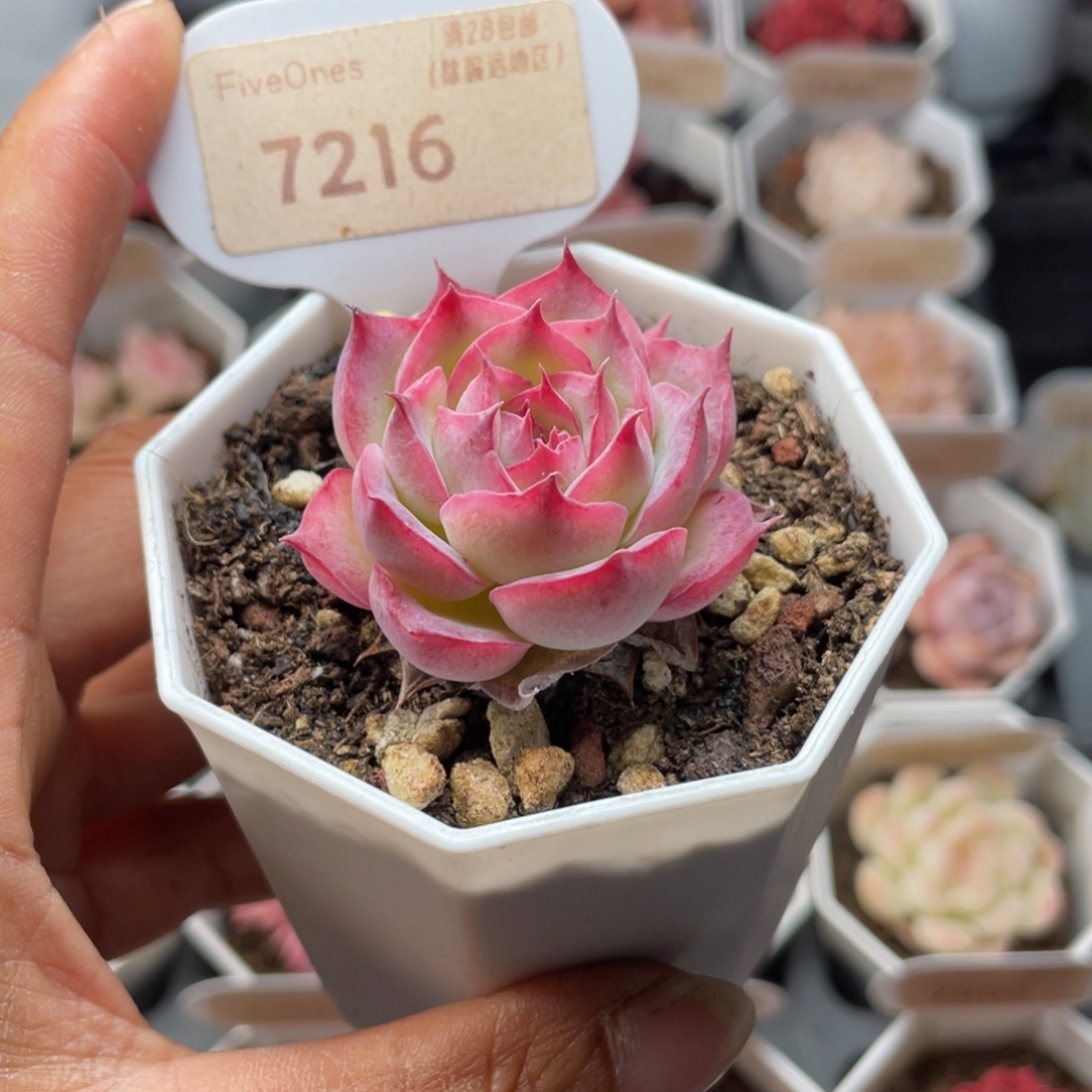 孤星7216-4.0厘米