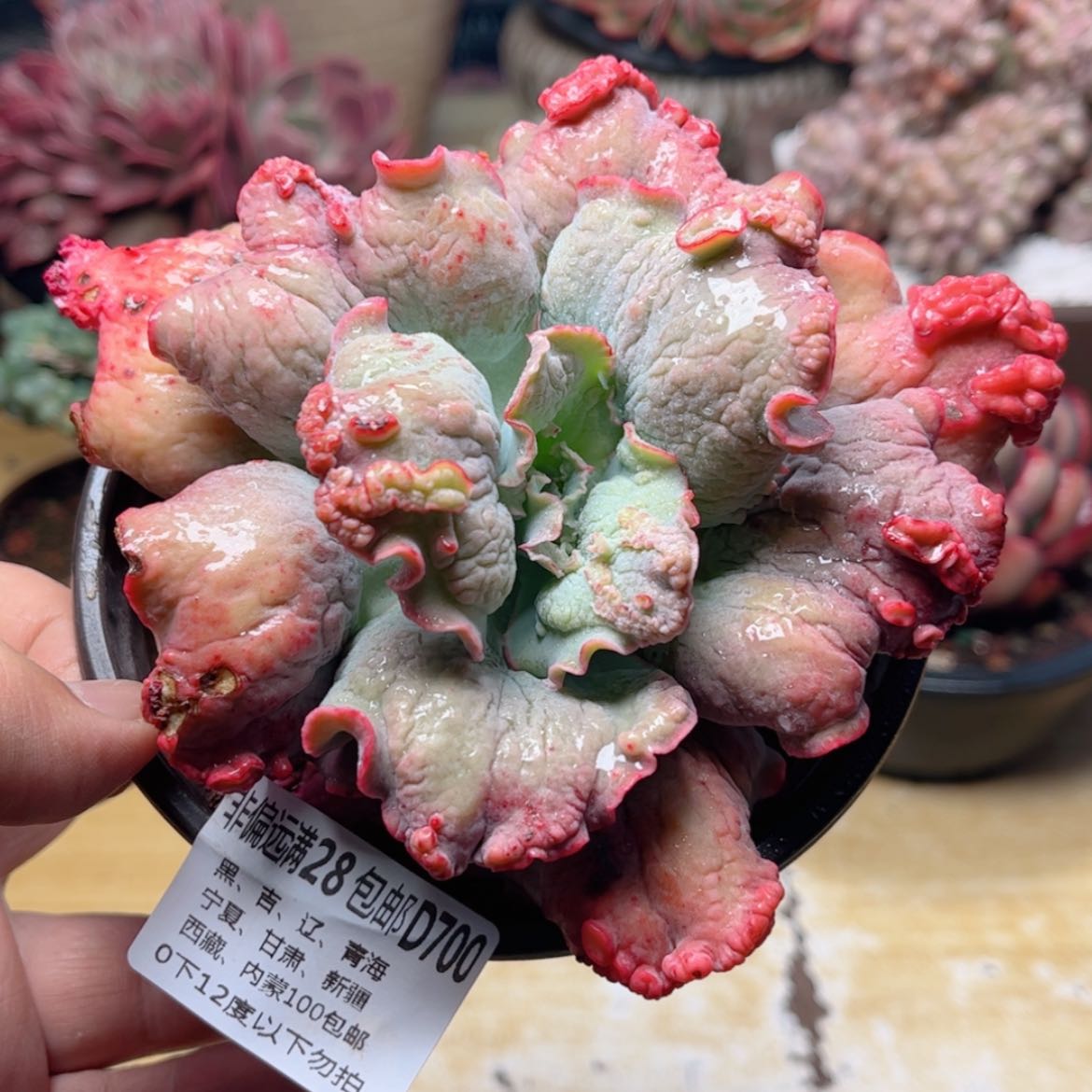 【闪购商品】700男爵