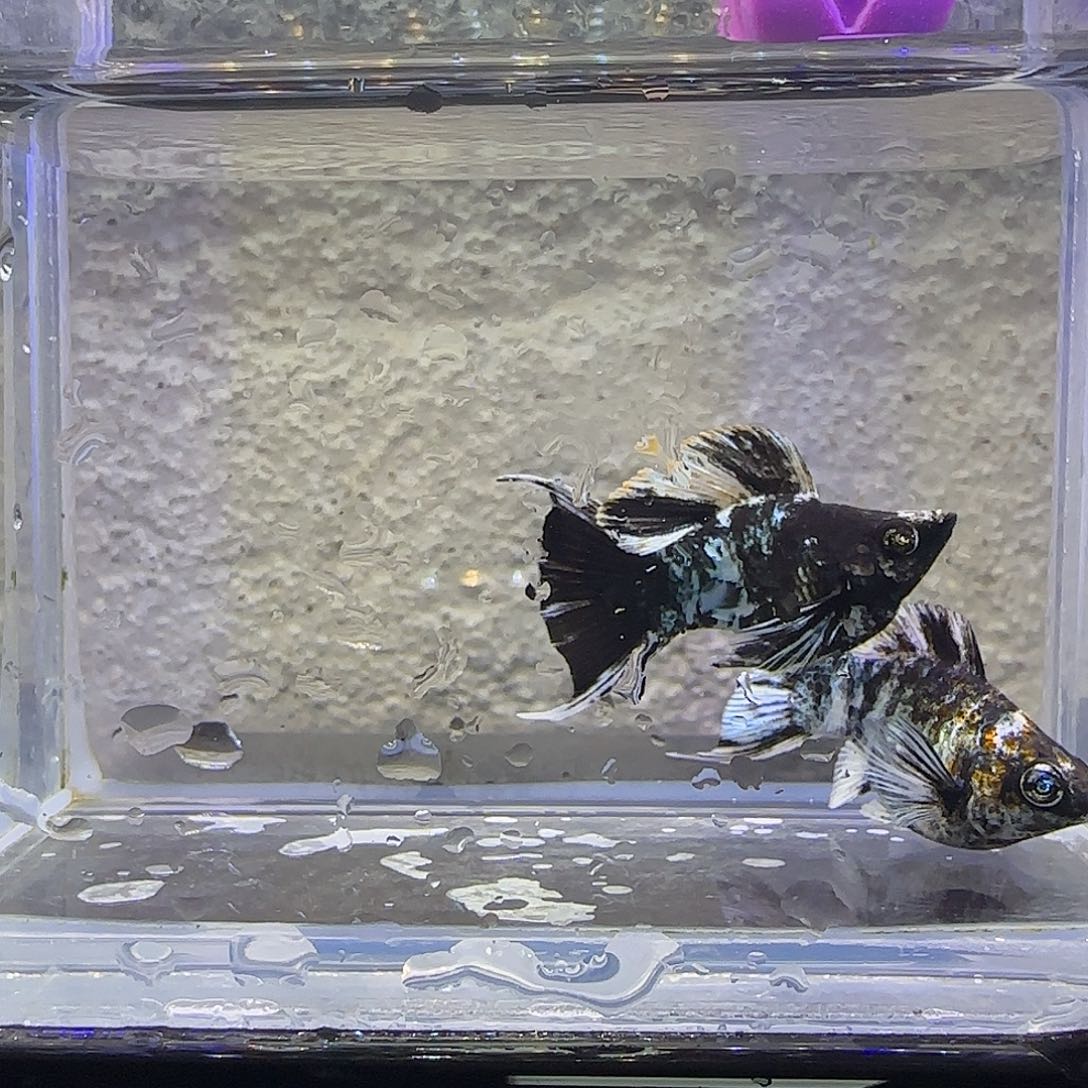 孔雀鱼水墨玛丽。46号