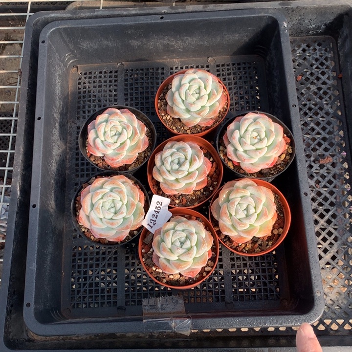 12452七个嗯嗯嗯嗯嗯嗯恶魔