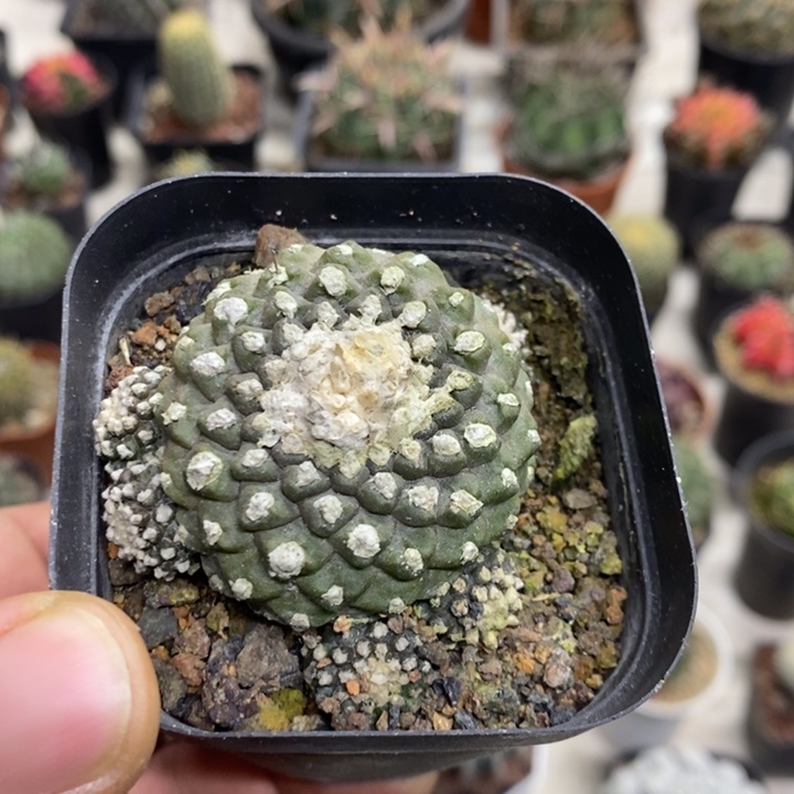 墨碟特价福利特价