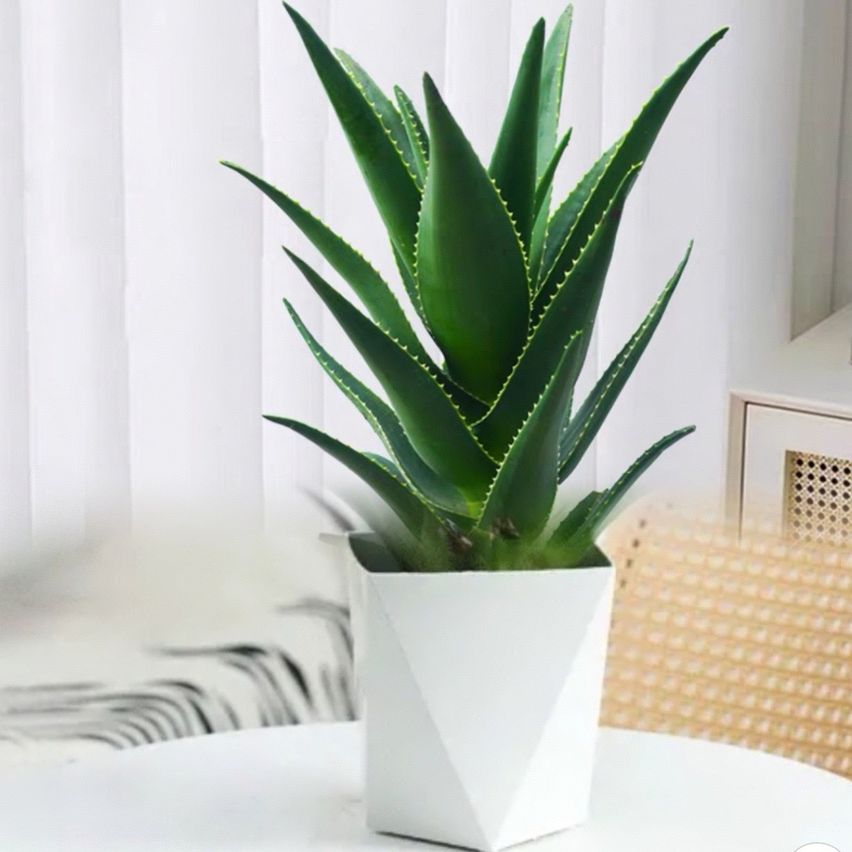 大盆芦荟不夜城盆栽室内办公室绿植净化空气四季常青客厅植物