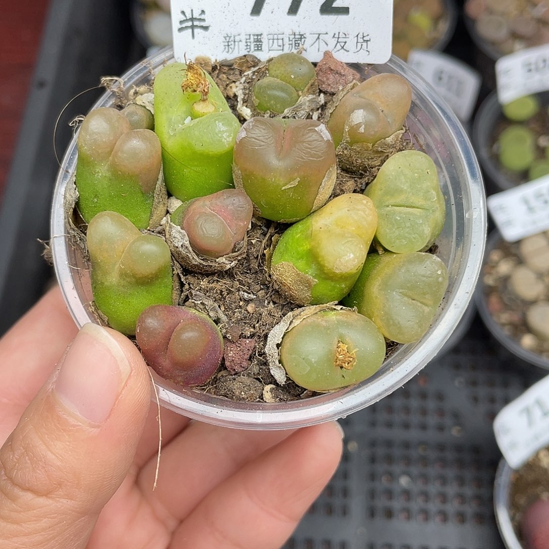 77200000花花花花花花花花