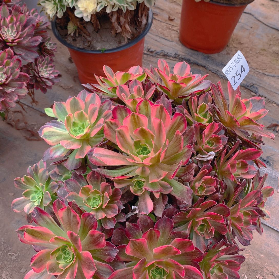 254安娜捧花多肉植物的