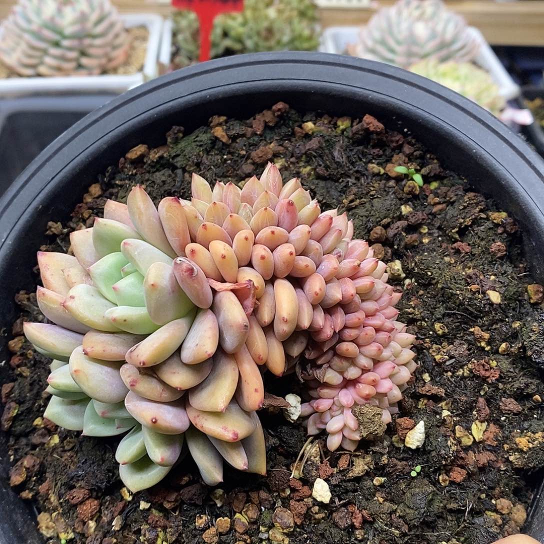 2289 凌雪缀化带龙头 需延时发货