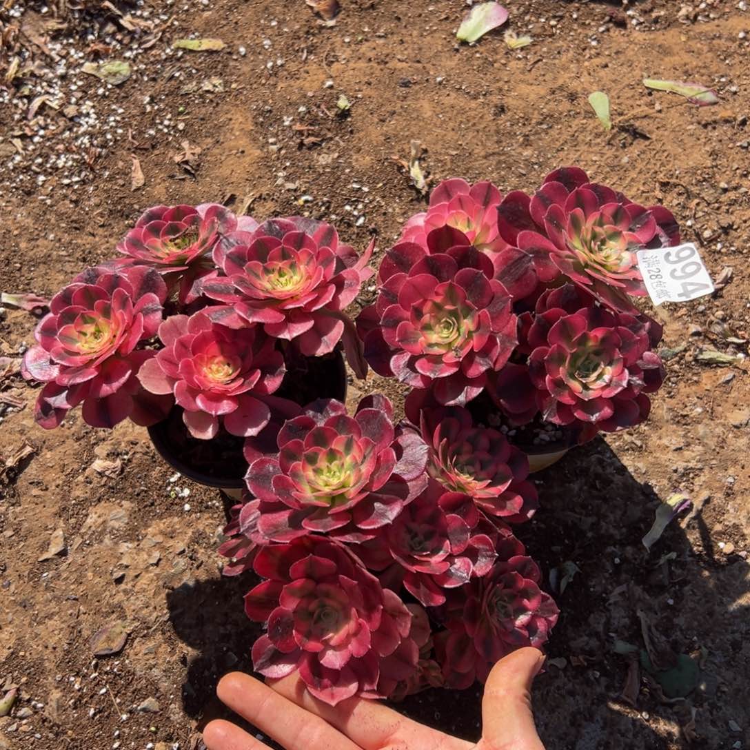 多肉植物994三颗小荔枝无任何售后