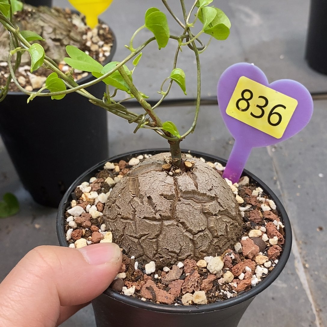 南非龟甲龙龟甲龙