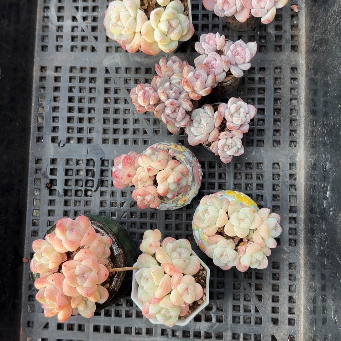 洋****哒多肉冰玉4颗群生一起