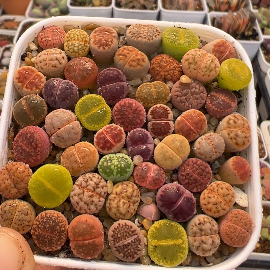 28多肉植物百科知识