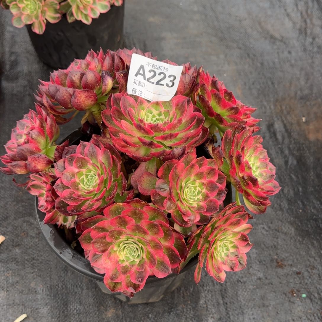 精品多肉植物223