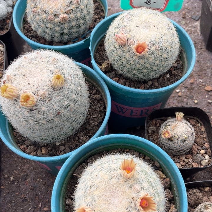 清货实生满月好养皮实
