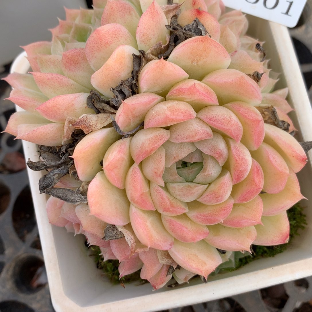 8501杂交多肉老桩