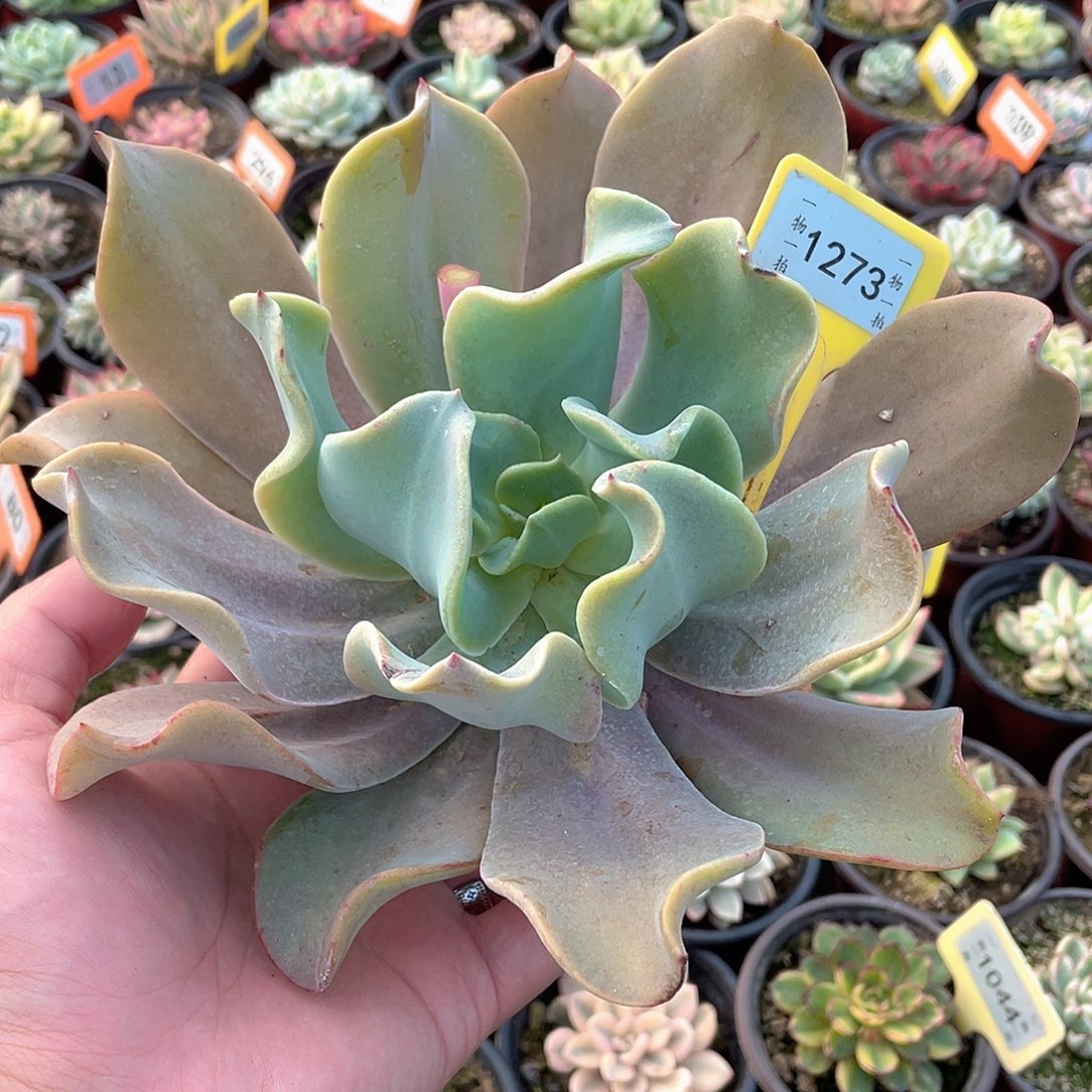 飞***文帕姆1273号多肉植物