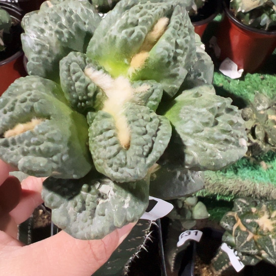 无花朵福利大尤龟甲牡丹911