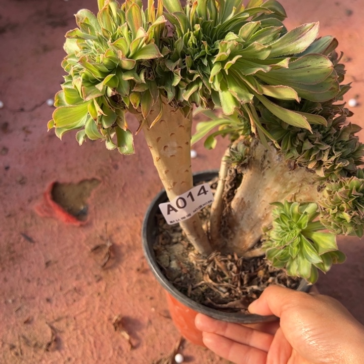 碧螺春缀多肉植物014.