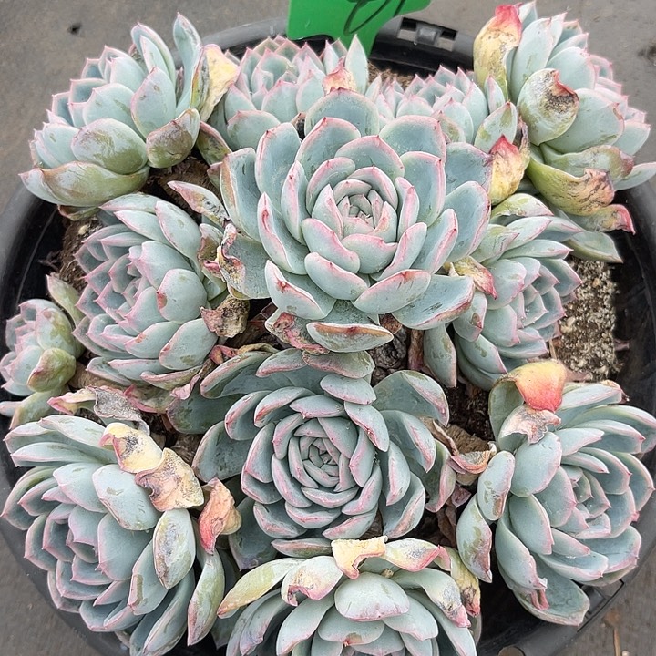 两单包邮，一物一拍89莎莎女王