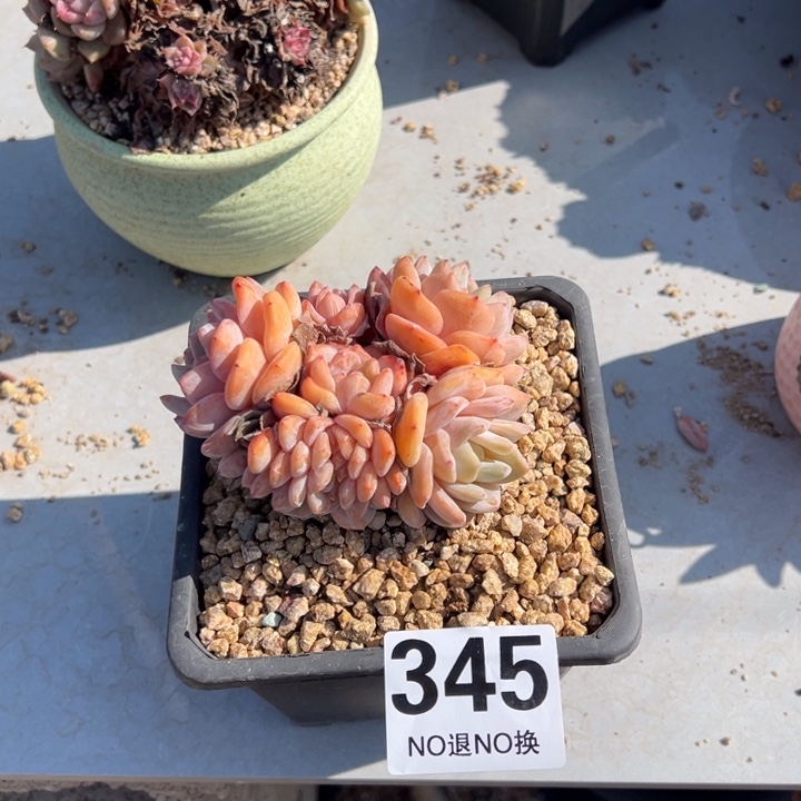 A***J老桩橙子一物一拍345号