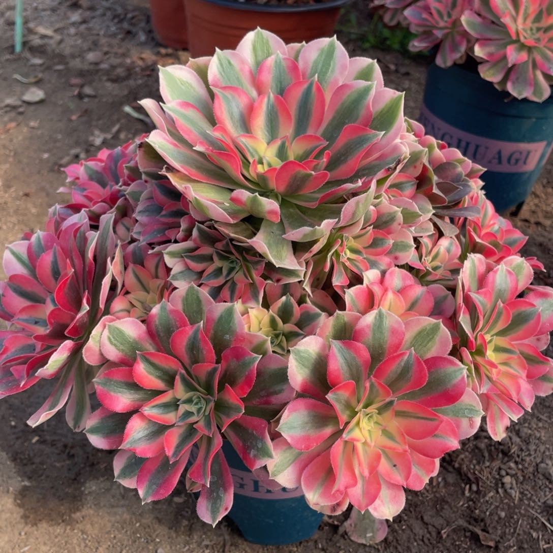 650粉女巫精品法师老桩