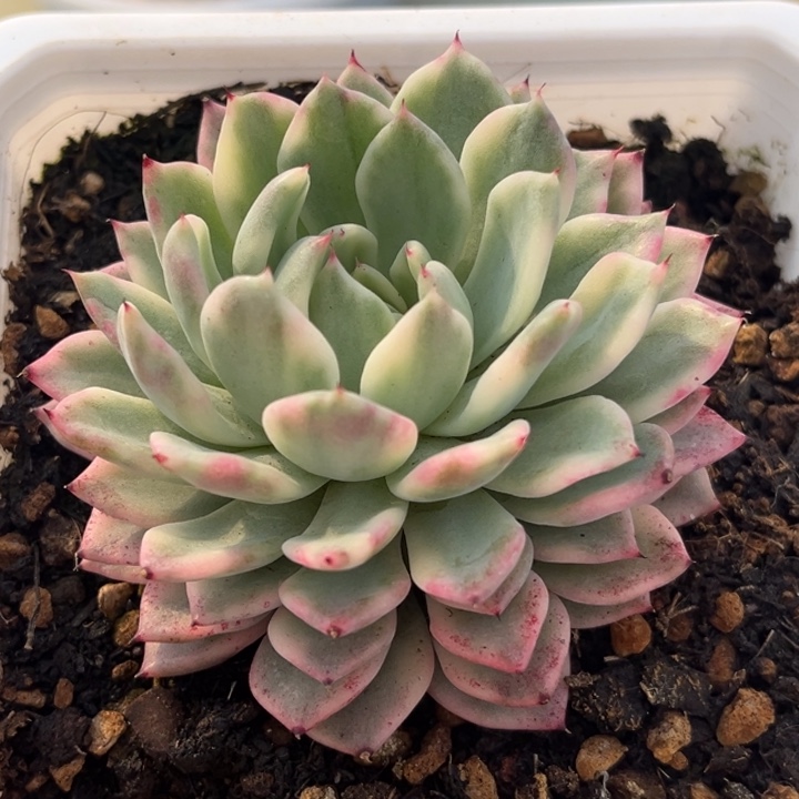 绿爪锦一颗价格发货