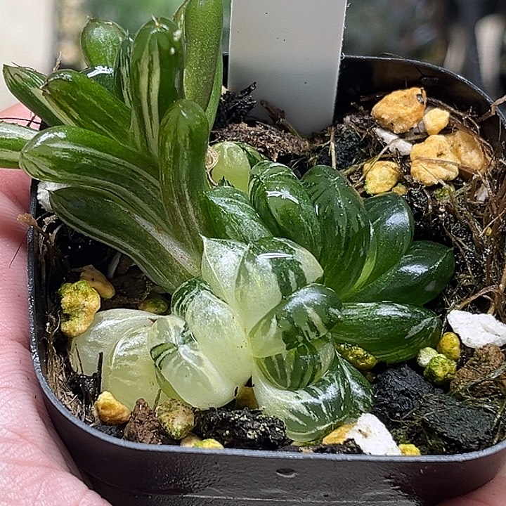 26多头老川玉露锦