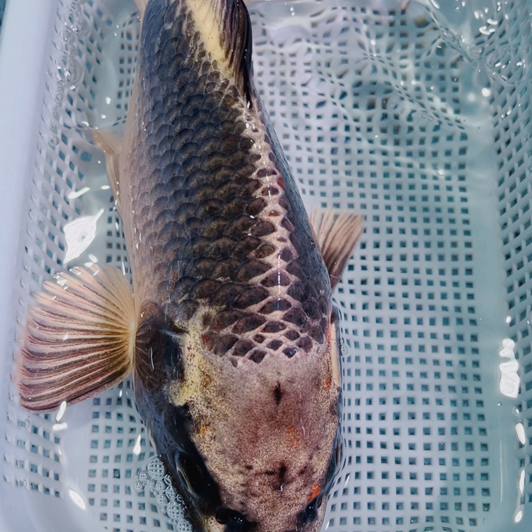 锦鲤锦鲤冷水鱼观赏143