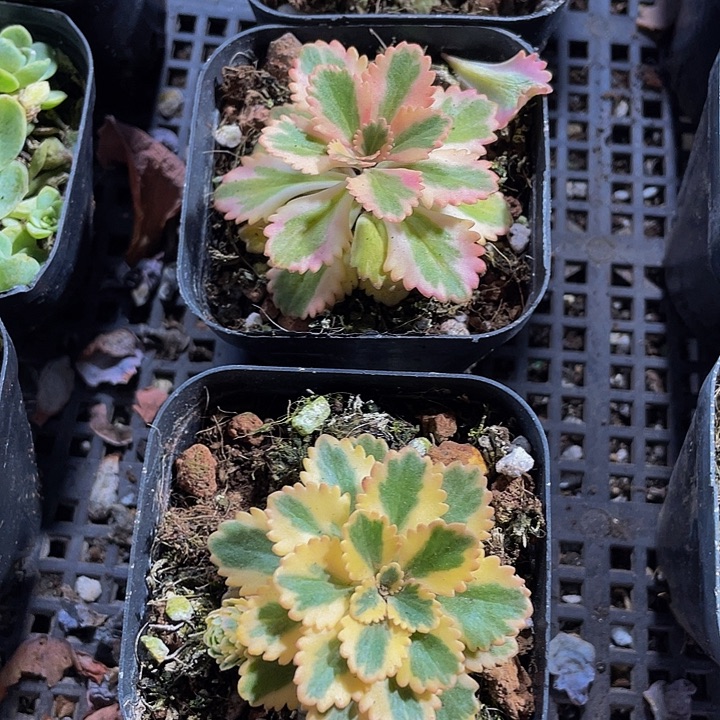 亚特兰蒂斯锦带盆土发