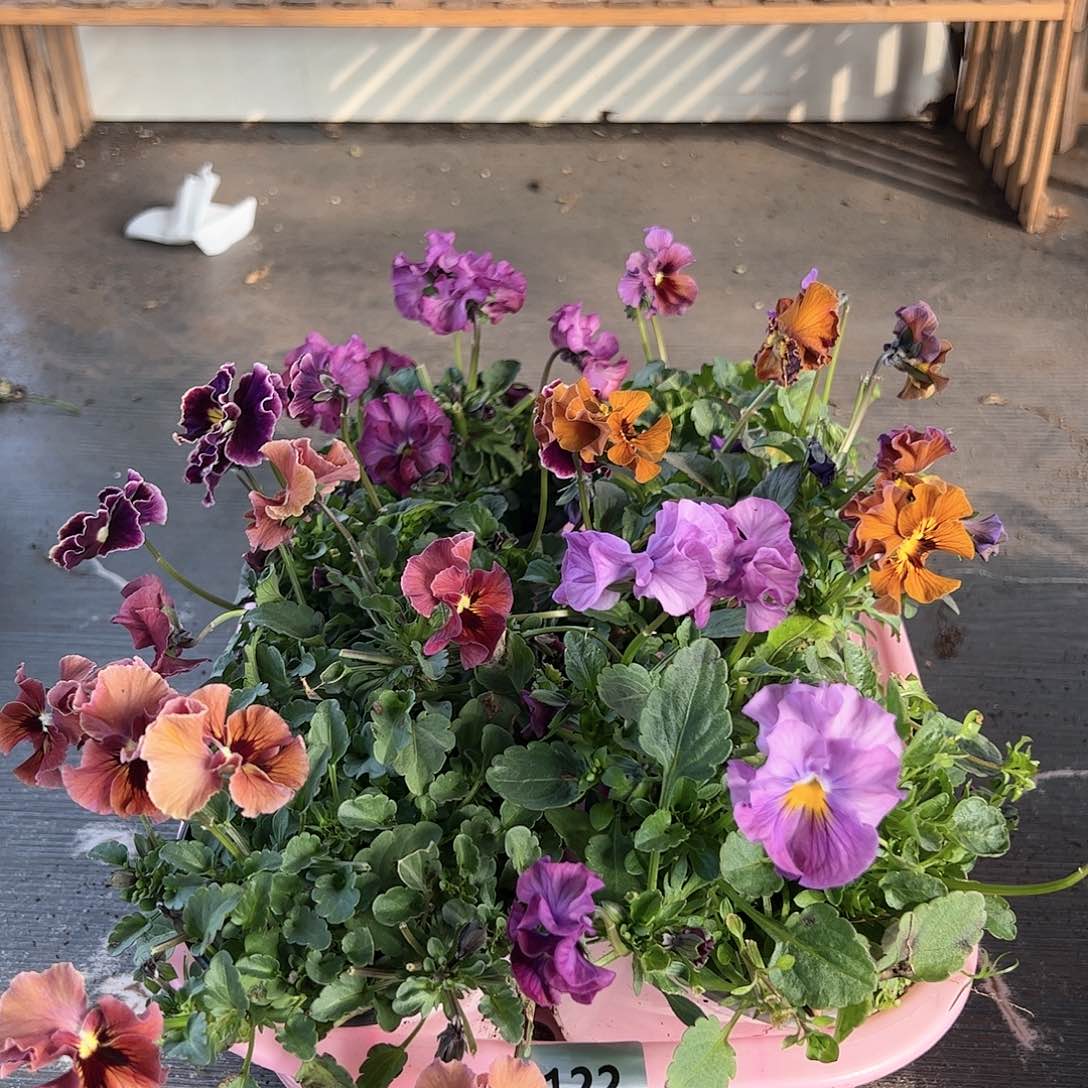 【闪购商品】122号