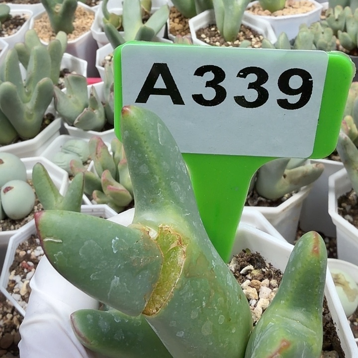 云****339@坎坎坷坷坎坎坷坷斤斤计较家