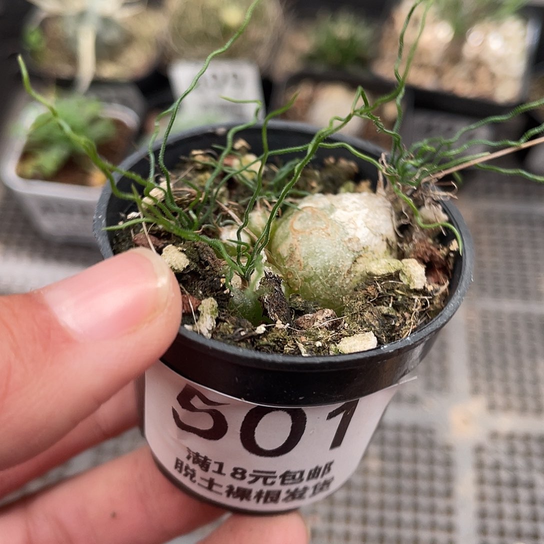 501泰迪海葱（满18元包邮）