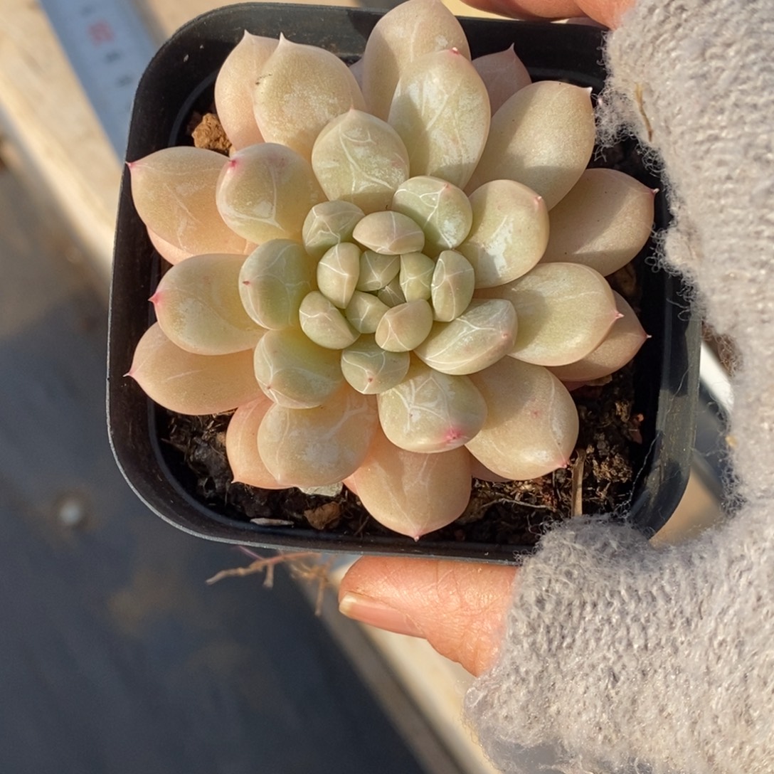 精品多肉一物一拍不包整474