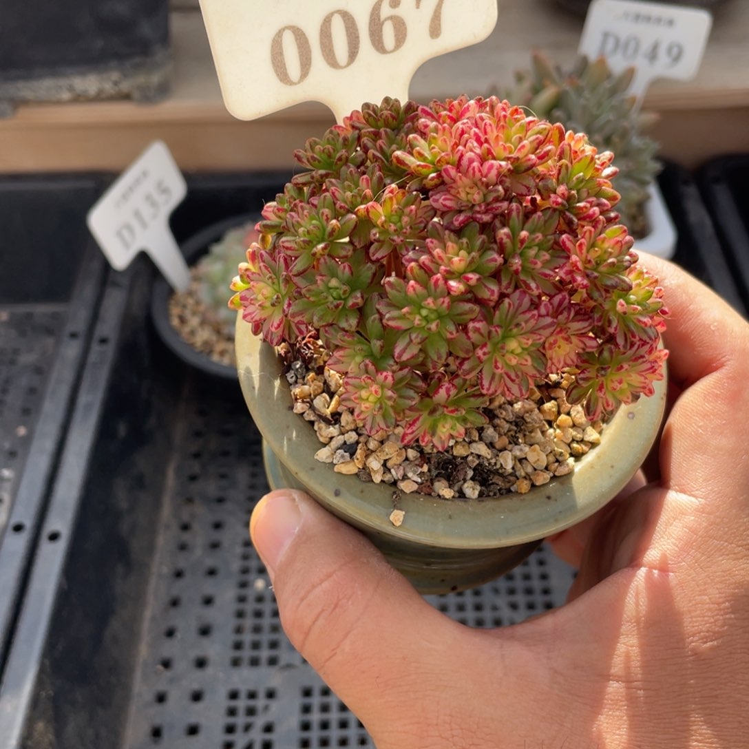 0067小人祭锦不带盆8厘米