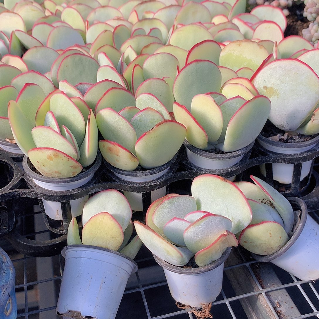 4盆白眉000000000000000000