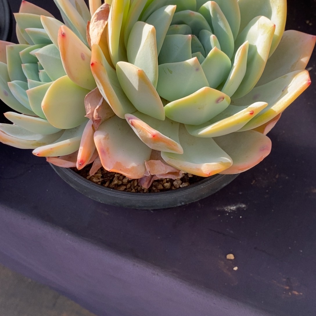 两单包邮1229-119凤橙