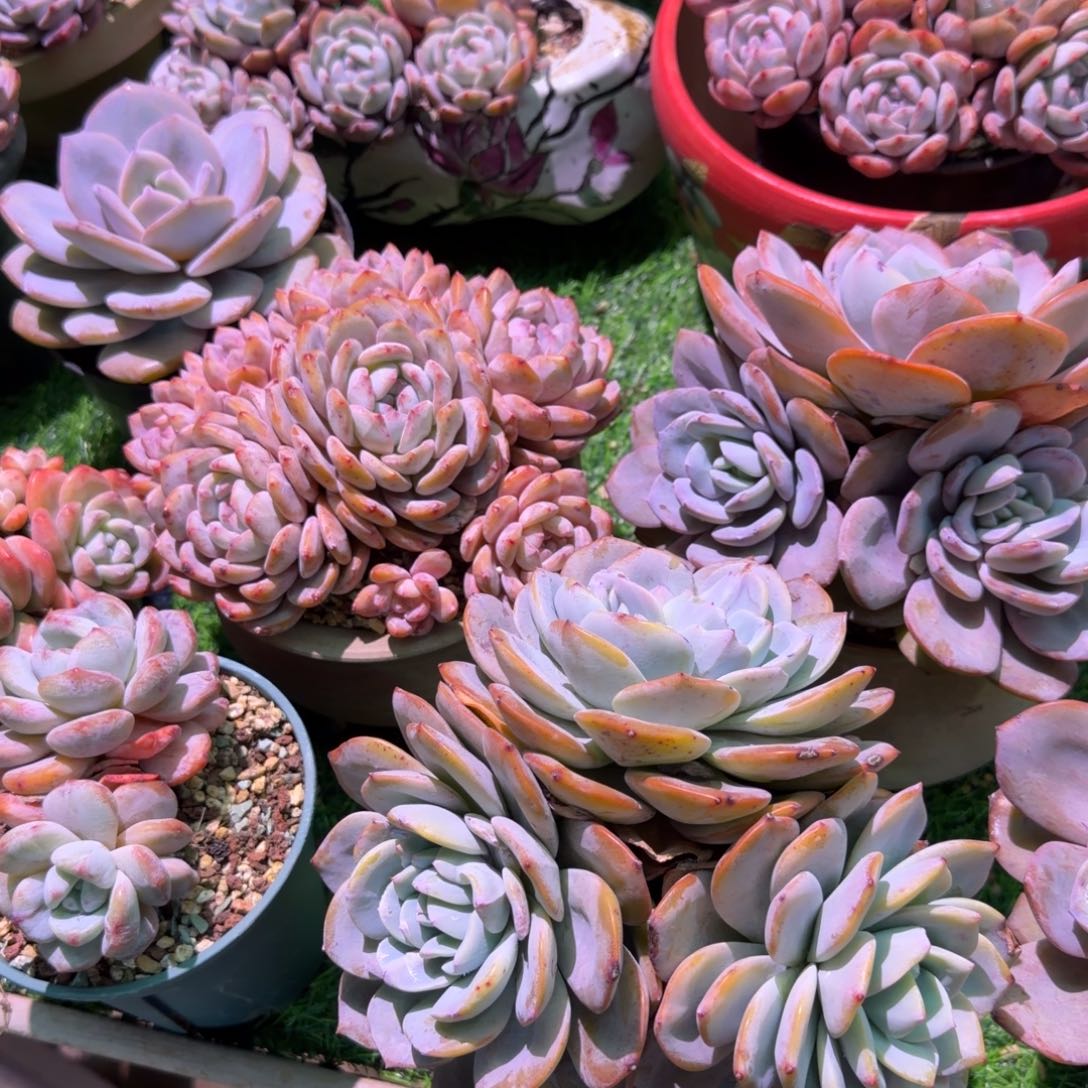 晴****奶茶群生脱土发货