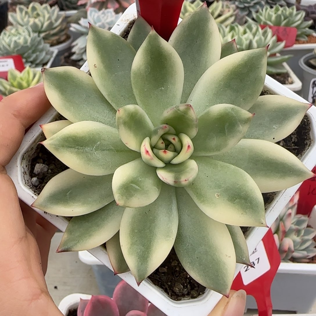 231东云锦多肉植物
