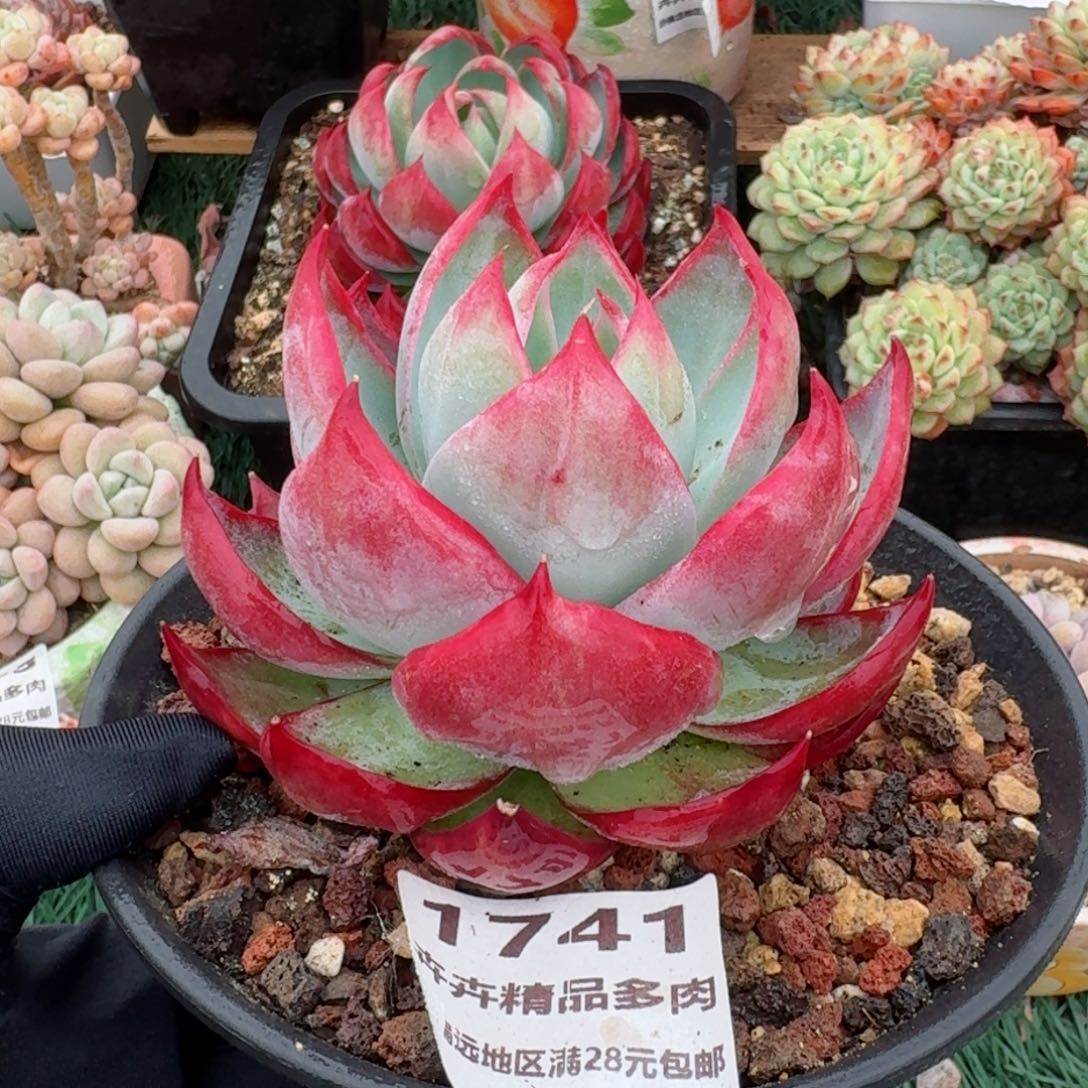 1741一物一拍（满28包邮）