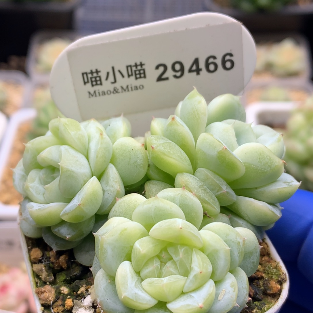 多肉植物杂交珍妮