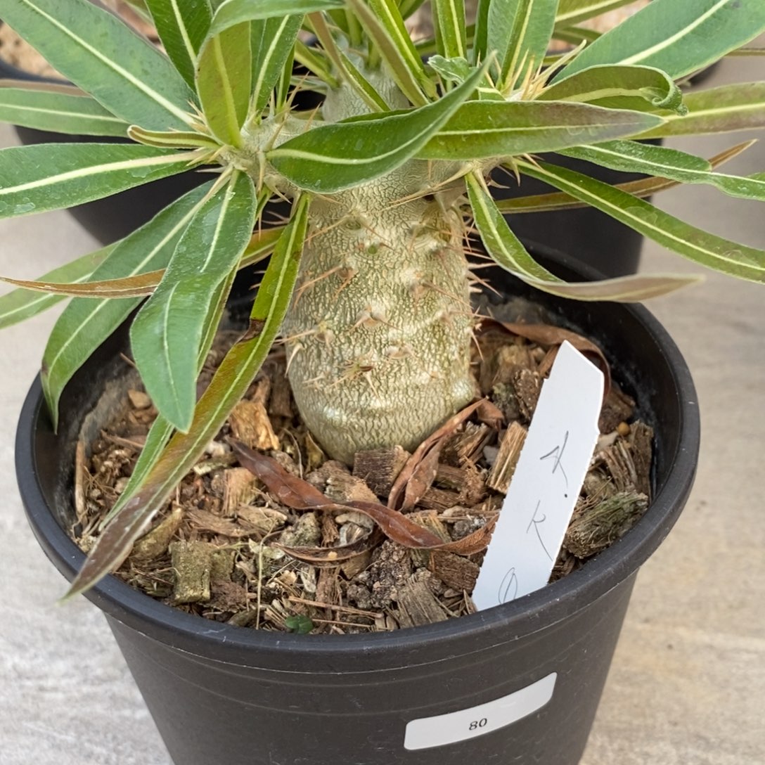 小象牙宫多肉植物盆栽