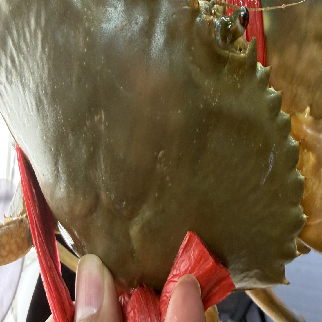 正宗台山 浅海大肉蟹 