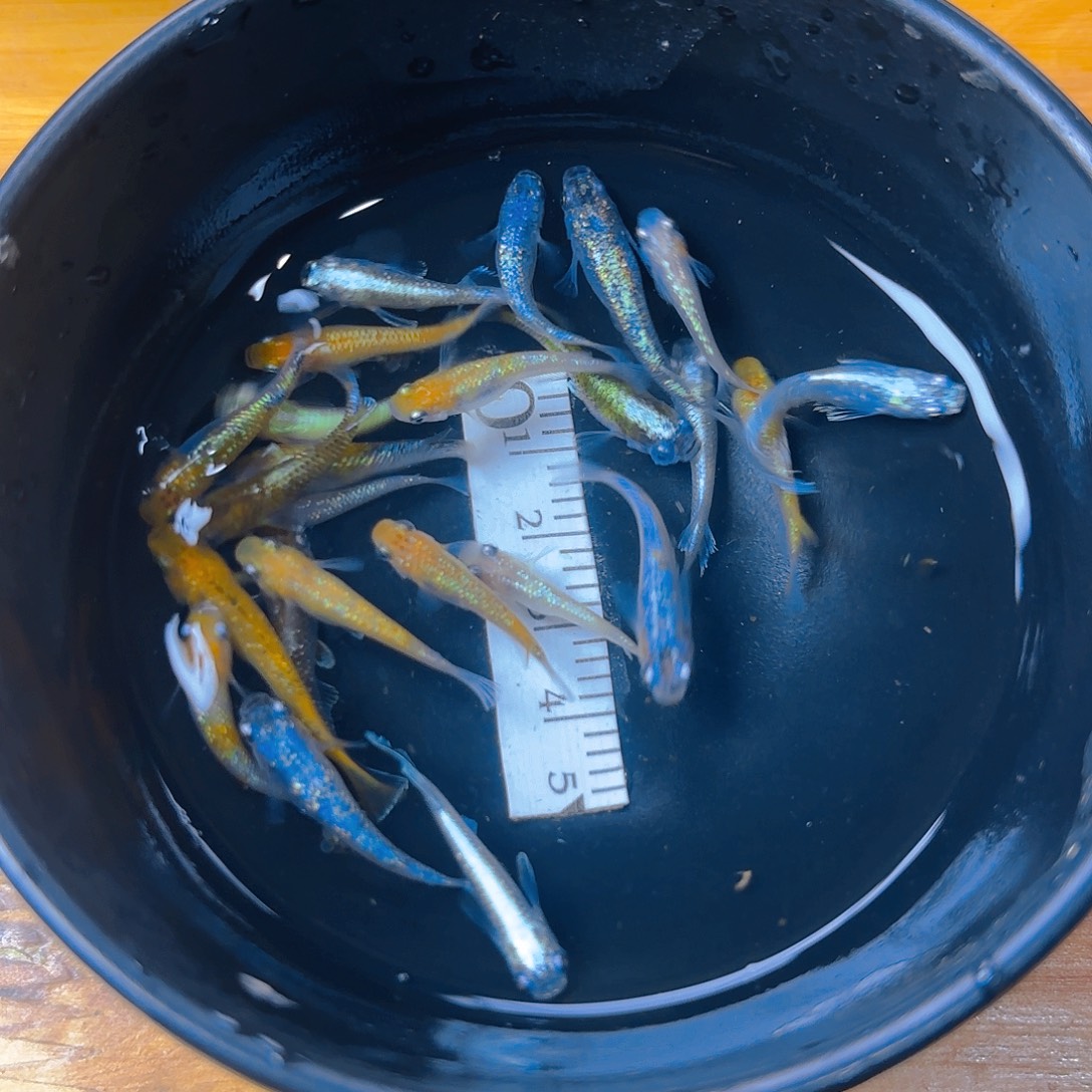 青鳉混搭，22号链接