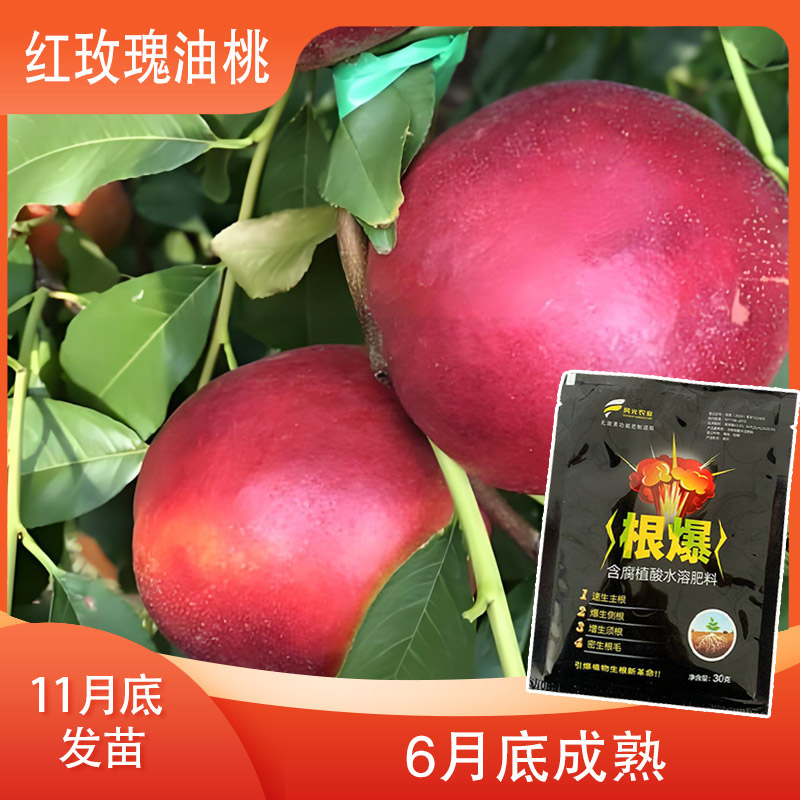 【优系红玫瑰 一级的】增产肥料（12月发）先发赠品