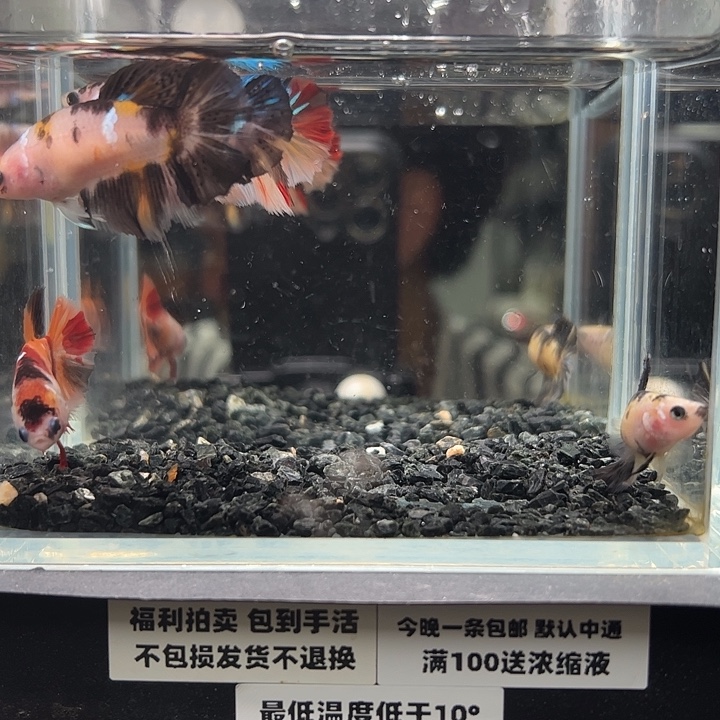 斗鱼跑单拉黑11日44